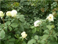 d91de55b-Picture 6557.jpg
